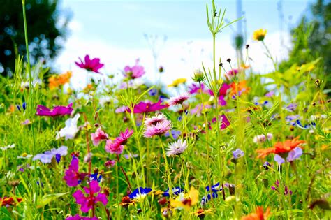 Creating A Wildflower Meadow Cultivation Street