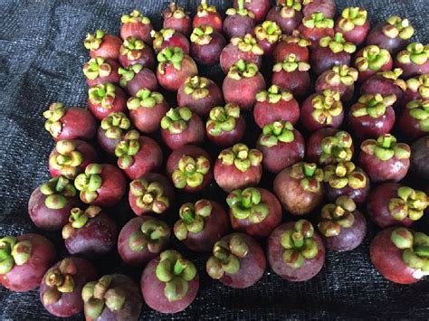 Mangosteen At Best Price In Ernakulam Kerala Exotic Fruits