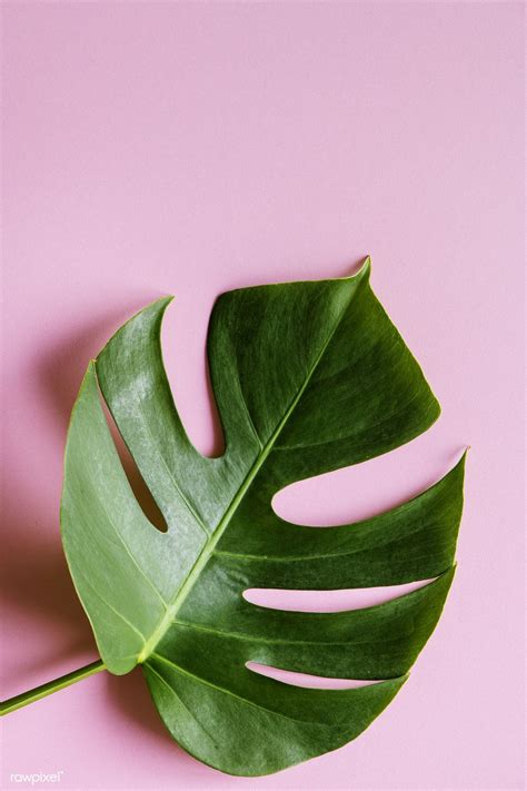 Tropical Leaf On Pink Background Get This Free Image At