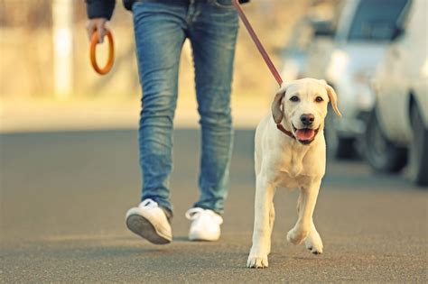 Are You Looking For Professional Dog Walker Jobs Pet Sitter Jobs