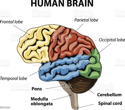 Ilustración De Cerebro Humano Anatomía Y Más Vectores Libres De