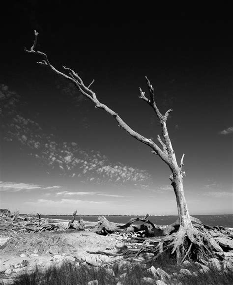 Driftwood Beach 3 Photograph By Bulent Erel Fine Art America