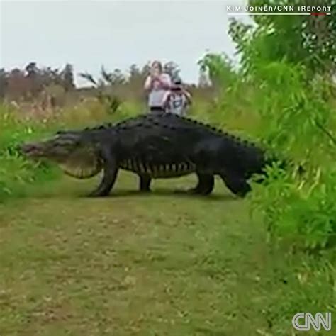 Cnn Massive Alligator Spotted In Florida Nature Reserve