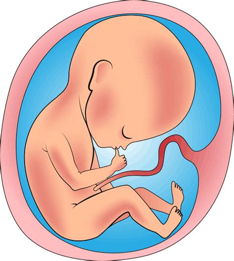 Etapas Del Desarrollo Humano A Etapa Prenatal Reverasite