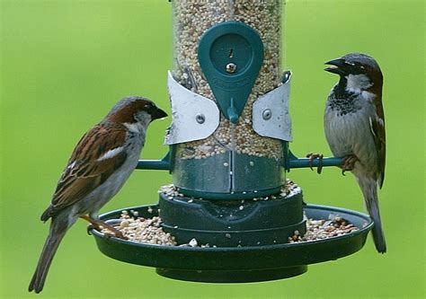 5 Ways To Attract Beautiful Birds To Your Yard Off The Grid News