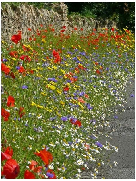 Uk Cornfield Annuals 100 Flower Seed No Grass Added Etsy Uk Wild