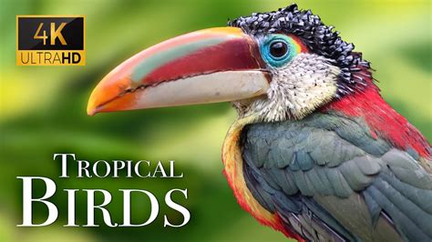 Tropical Birds In 4k Beautiful Bird Sounds Of Rainforest Jungle