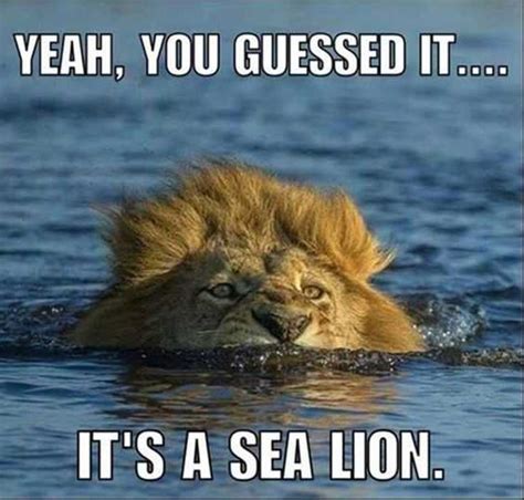 We did not find results for: 33 Amazing Funny Animal Pics