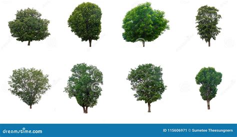 The Collection Of Trees Isolated On A White Background Stock Image