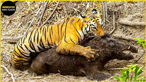 30 Momentos Brutais Tigre Ataca Tudo Animais Selvagens YouTube