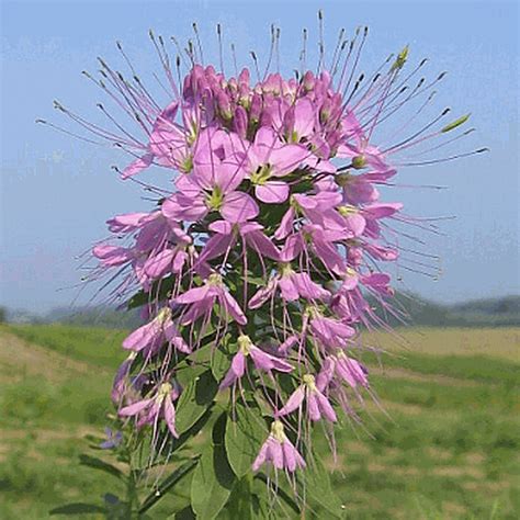 Jun 19, 2021 · more seeds are on the way, daugherty said: Cleome serrulata (Rocky Mountain Bee Plant) Wildflower Seed