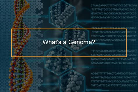 When dna companies say that they are testing your genome, they are specifically testing genes that are known to code for something. GENOME SEQUENCING - FlashMob Computing