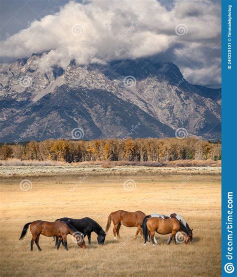 Grazing In The Grand Teton Stock Image Image Of Rocky 249220101