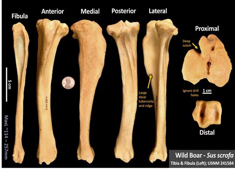 Pig Tibia OsteoID Bone Identification