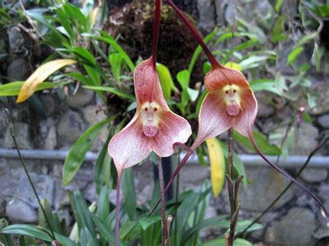 Flowers Look Like Animals People Monkeys Orchids Pareidolia
