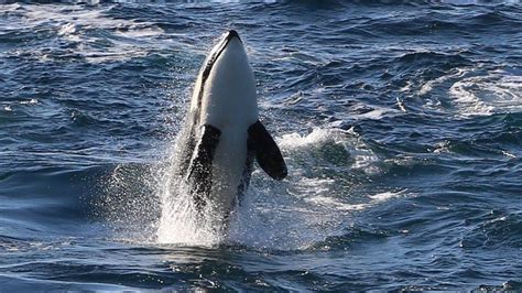Famous 70s Killer Whale Found To Be Living In Scotland Bbc News