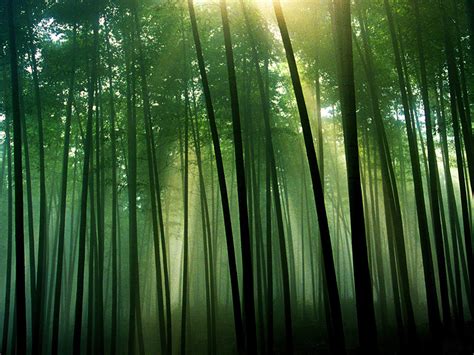 41 Bamboo Forest Wallpaper For Home On Wallpapersafari