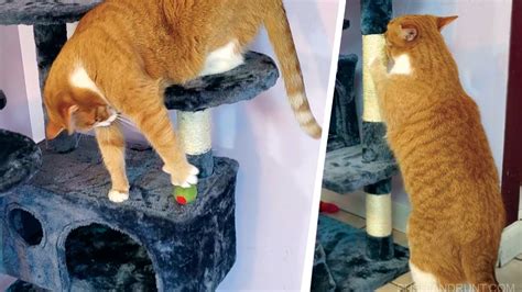 New Kitty Hangout Pawscoo Cat Tree Review Youtube