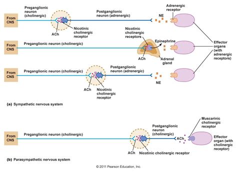 Autonomic Receptors Autonomic Nervous System Physiology Medical
