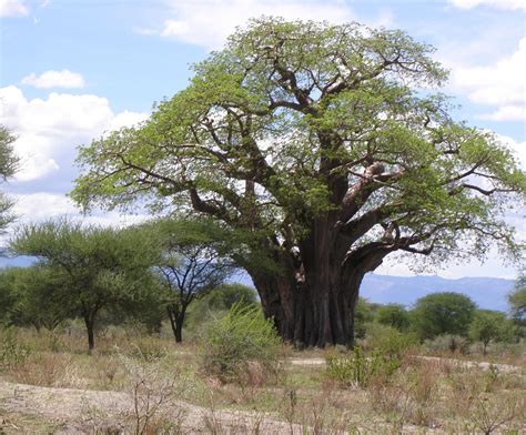 Beth Camp On The Road The Baobab Tree