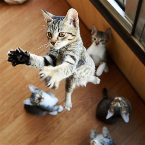 21 Jumping Cats That Totally Look Like Ninjas