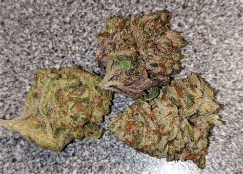 Amnesia Left Guavadawg In The Middle Stardawg On The Right All Three