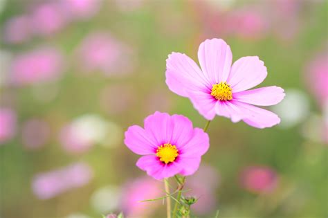 Free Images Blossom Field Meadow Flower Petal Natural Pink