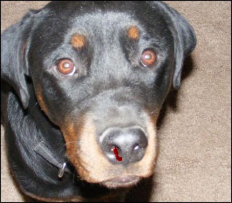 Causes Of Nose Bleeds In Dogs Pethelpful