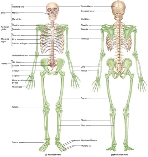 The interior part of the long bone is the medullary cavity with the inner core of the bone cavity being composed of marrow. Human Skeleton - Skeletal System Function, Human Bones
