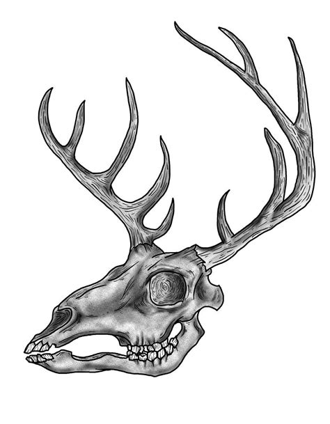 Drawings Of Deer Skulls Free Download Clip Art Free Clip Art