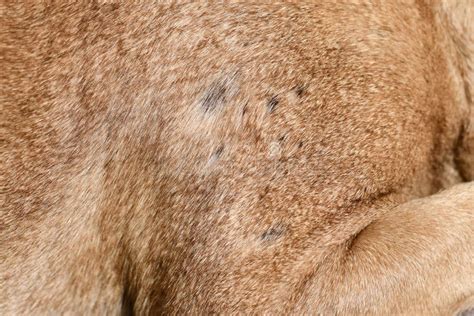 What Causes Bald Spots On Dogs