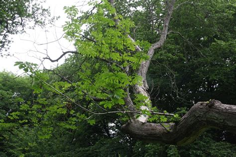Horse Chestnut | Friends of Northaw Great Wood