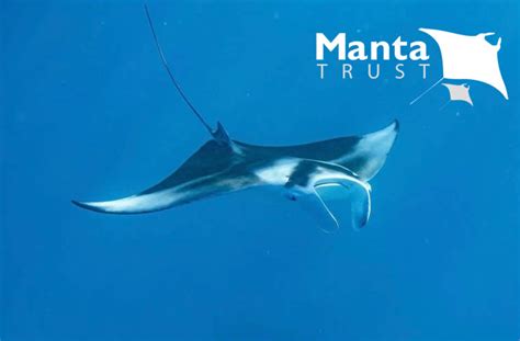 The Intercontinental Maldives Resort Collaborates With Manta Trust