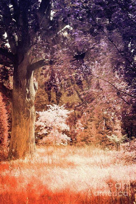 Ancient British Woodland Photograph By Tom Gowanlock Fine Art America