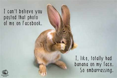 39 Most Funniest Rabbit Meme Graphics Pictures And Photos Picsmine