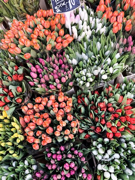Quick & easy checkout · fresh from the fields · easy mobile checkout Tulips | Beautiful flowers, Flower aesthetic, Planting flowers