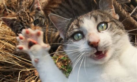 Claws Out Why Cats Are Causing Chaos And Controversy Across Britain