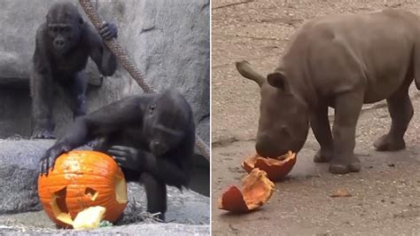 Adorable Zoo Animals Celebrate Halloween With Tasty Pumpkin Treats