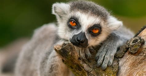 Lemur Study Finds First Evidence Of A Human Like Mating Trait