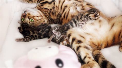 If the kitten senses that we're responding. This Happy Mother cat is on cloud Nine with her Cute ...