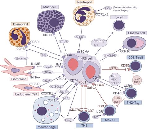 Hodgkin Lymphoma Pathology Pathogenesis And A Plethora Of