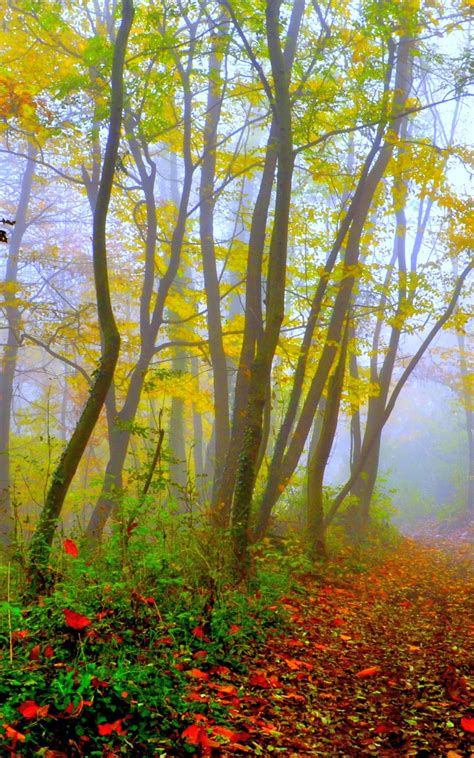 Free Download Beautiful Forest 115142 High Quality And Resolution