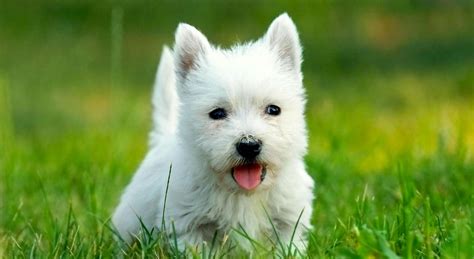 5 Things To Know About West Highland White Terriers Petful