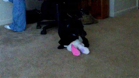 Poodle Humps Stuffed Animal Youtube