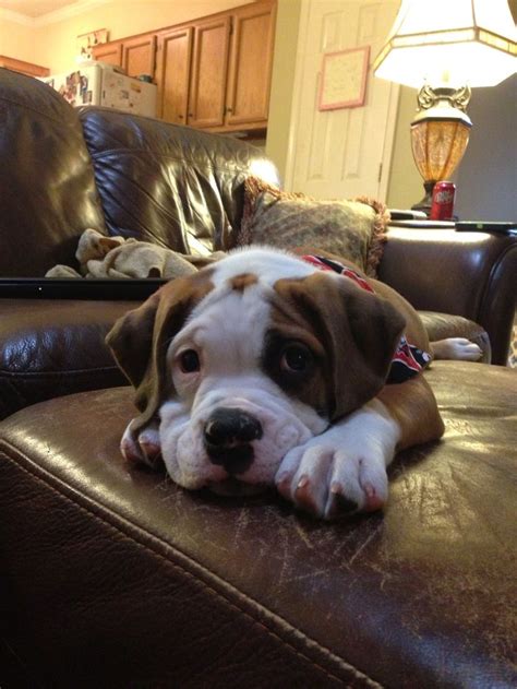The valley bulldog originates from the annapolis valley in nova scotia, canada where they are this makes the training and general socialization of the english bulldog boxer mix puppies very easy. 1000+ images about Valley Bulldogs on Pinterest | Boxer Bulldog, Bulldogs and Boxer Mix