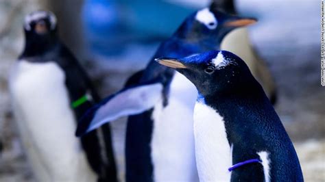 A Same Sex Penguin Couple Became First Time Moms At Spanish Aquarium Cnn