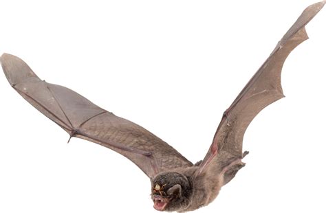 Bat PNG png image