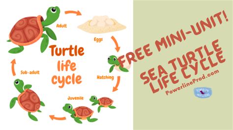Free Mini Unit Sea Turtle Life Cycle Powerline Productions