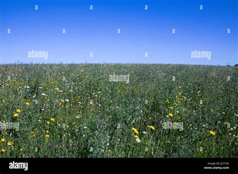Wildflower Meadow On A Summers Day Stock Photo Alamy