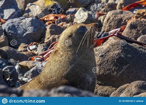 Sea Lion At Sandfly Bay In New Zealand Stock Image Image Of Destination Outdoor